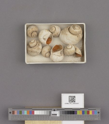 Gastropoda