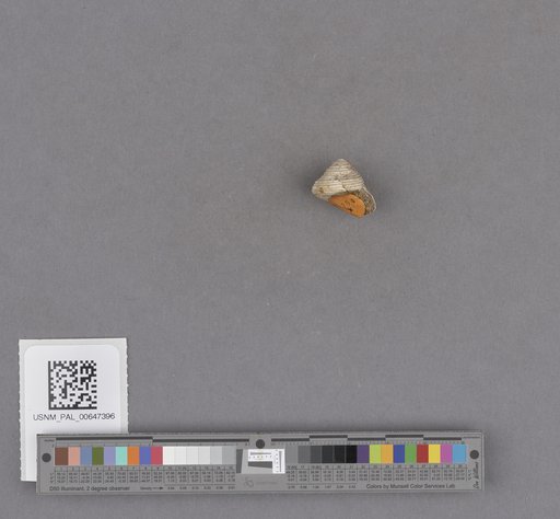 Gastropoda