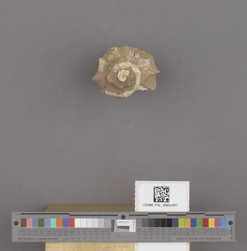 Gastropoda