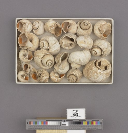 Gastropoda