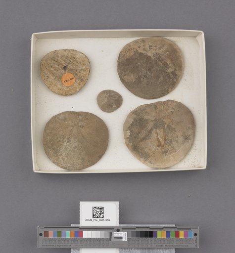 Echinoidea