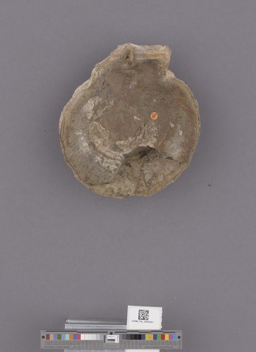 Bivalvia