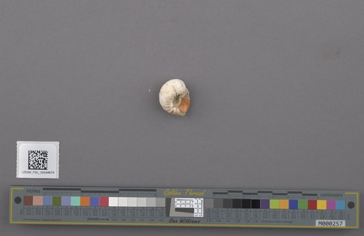 Gastropoda