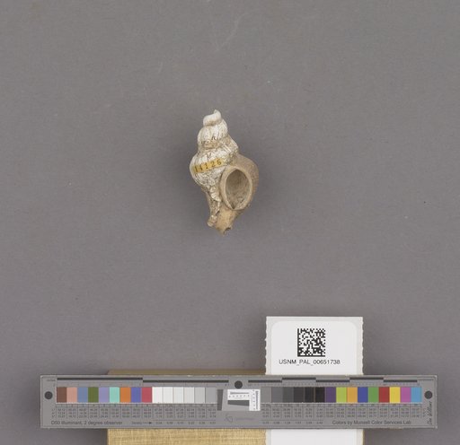 Gastropoda