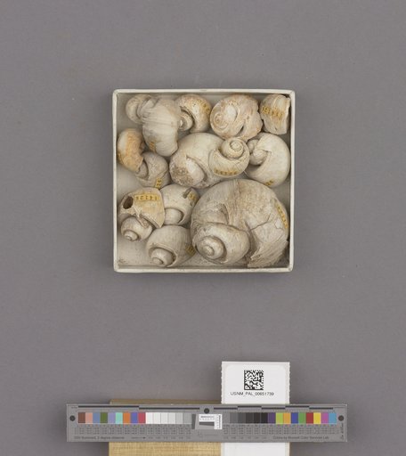 Gastropoda