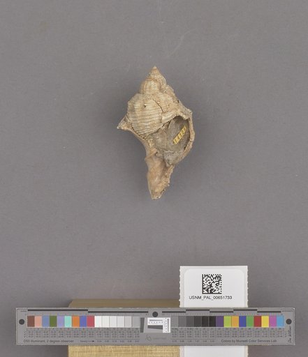 Gastropoda