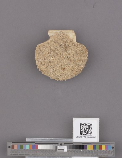 Pecten (Pecten) stearnsii Dall