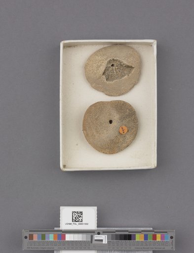 Echinoidea