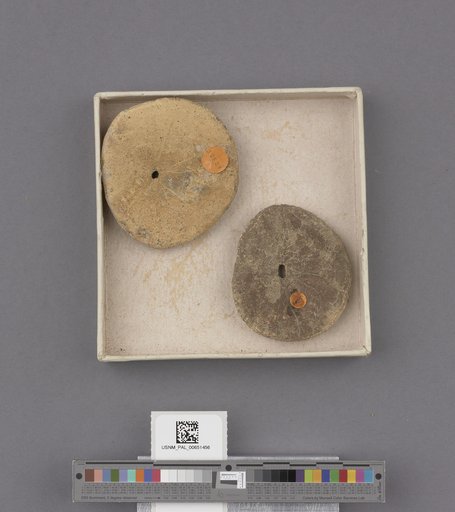 Echinoidea