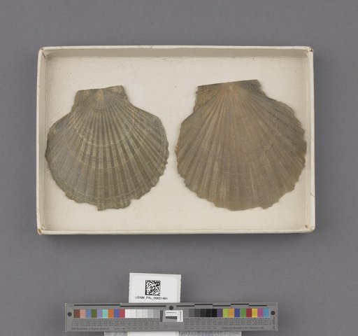 Pecten expansus Dall