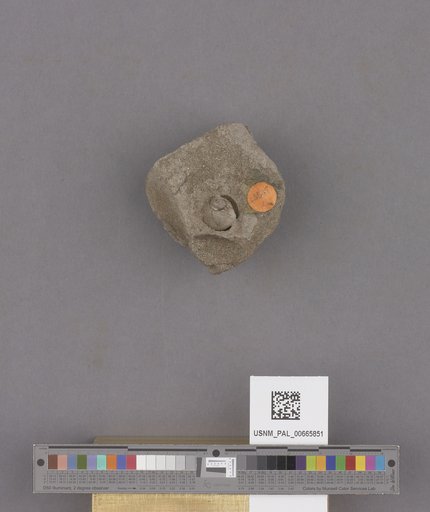 Gastropoda