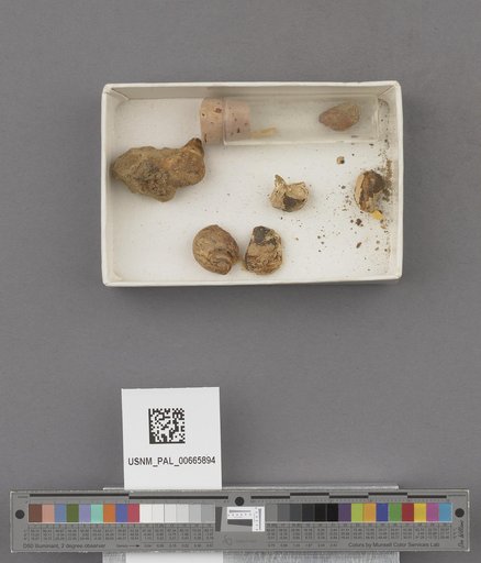 Gastropoda