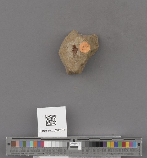 Gastropoda