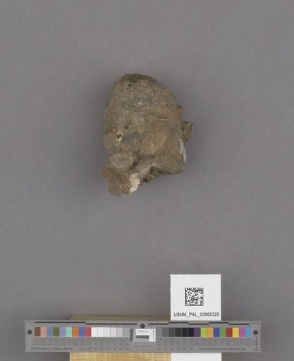 Bivalvia