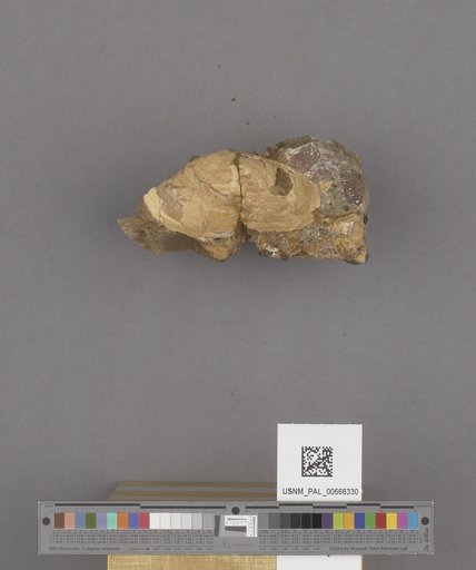 Bivalvia