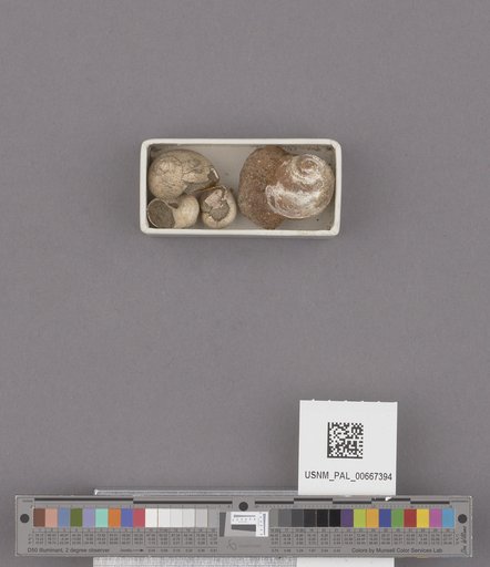 Gastropoda