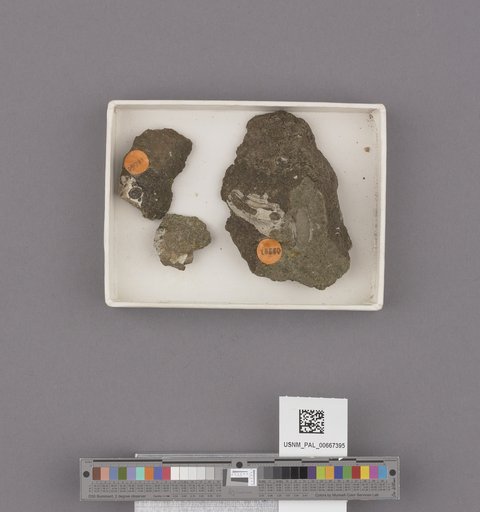 Gastropoda