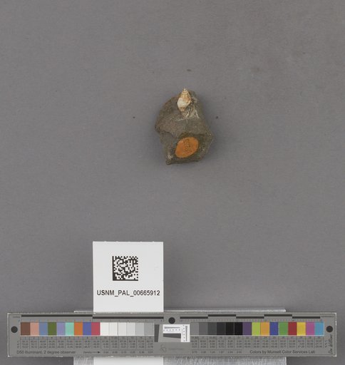 Gastropoda