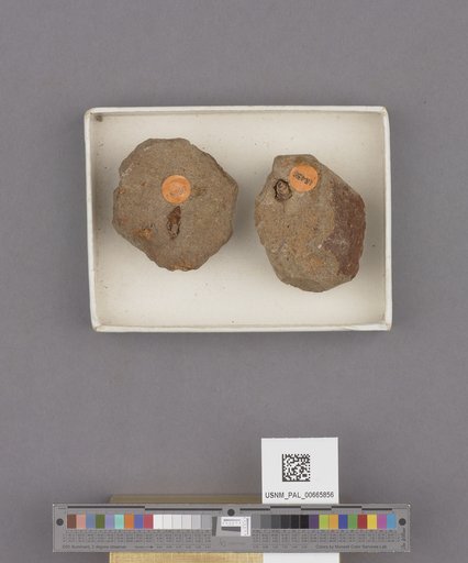 Gastropoda