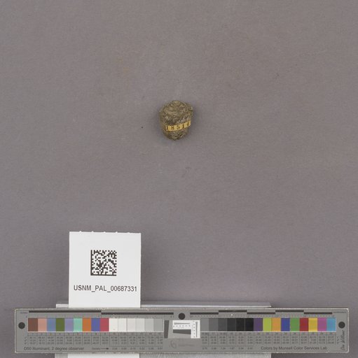 Conus sp.