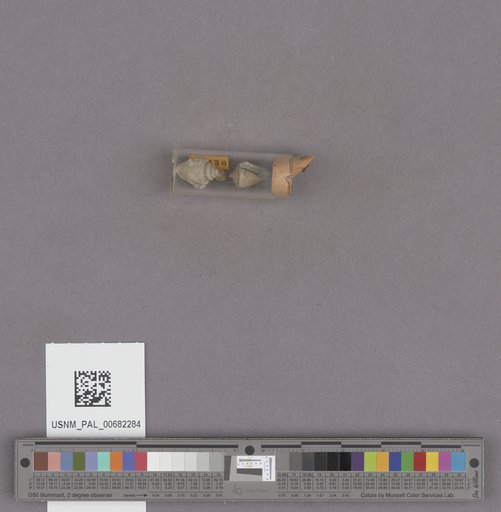 Conus sp.
