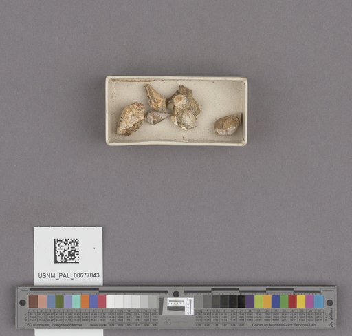 Conus remondii Gabb