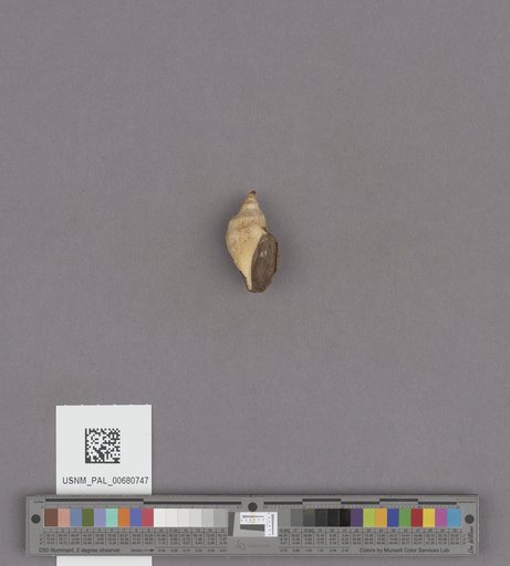 Conus remondii Gabb