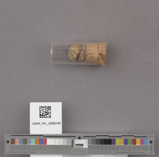 Conus aff. remondii Gabb