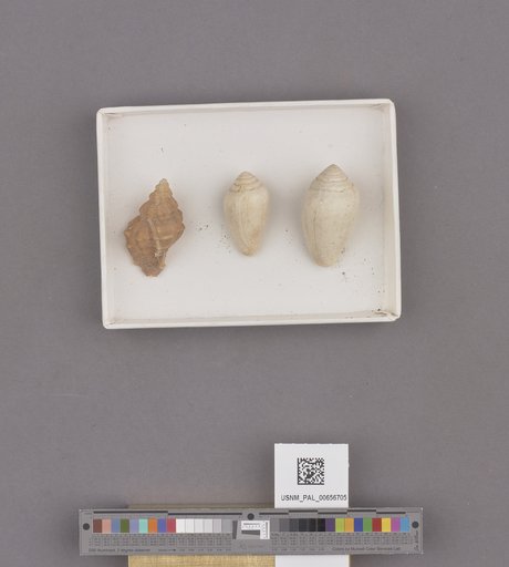 Conus californicus Reeve, 1844
