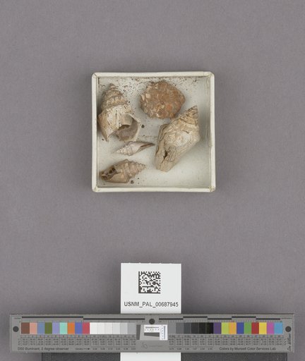 Conus cowlitzensis Weaver, 1912