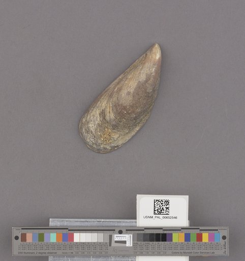 Mytilus californianus Conrad