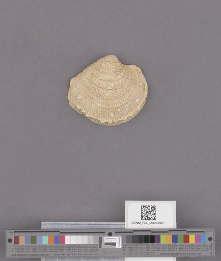 Chione gnidia (Broderip & Sowerby)