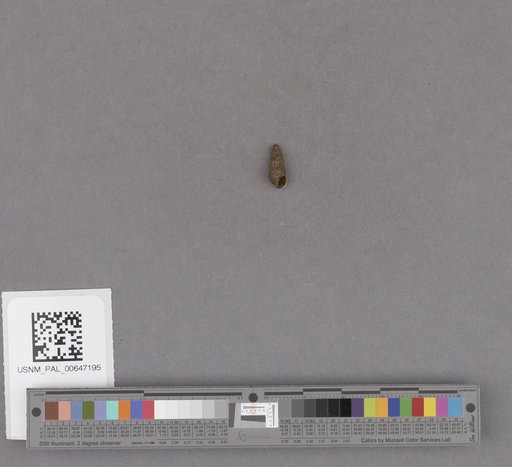 Gastropoda