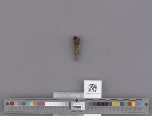 Gastropoda