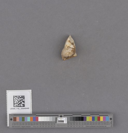 Gastropoda