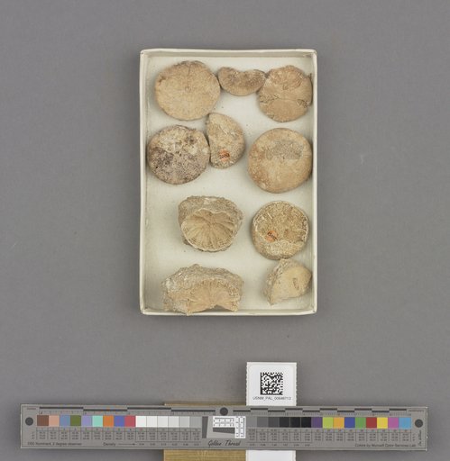 Echinoidea