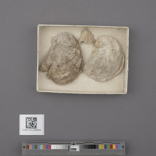 Bivalvia