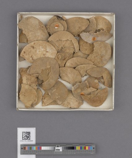 Echinoidea