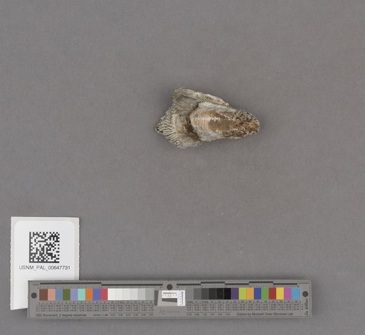Gastropoda