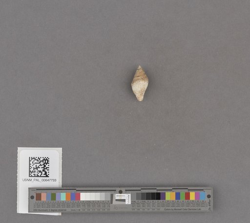 Gastropoda