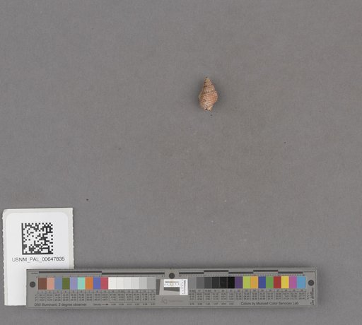 Gastropoda