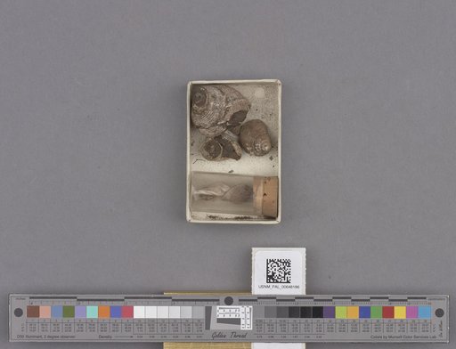 Gastropoda