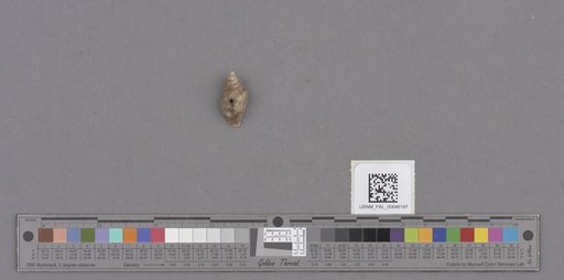 Gastropoda