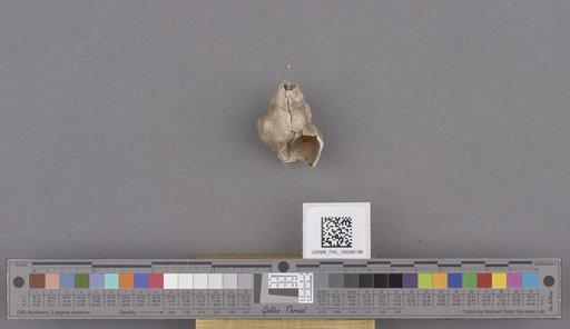 Gastropoda