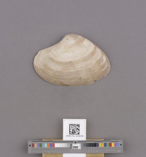 Bivalvia