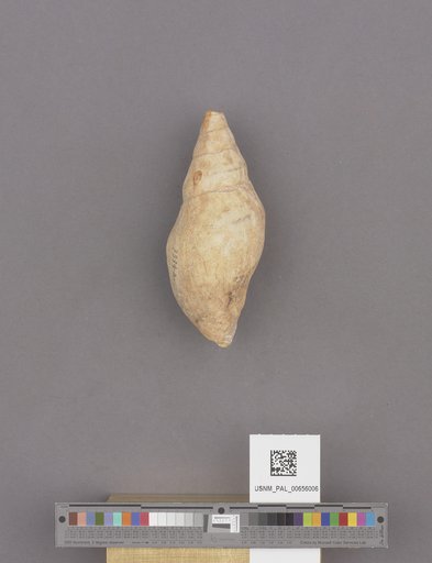 Gastropoda