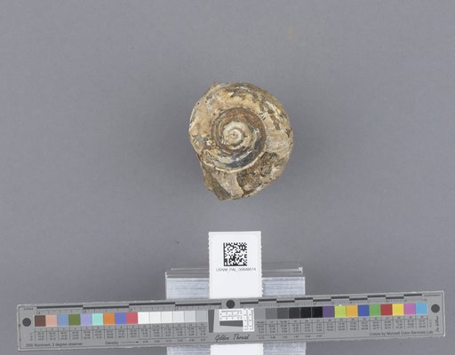 Gastropoda