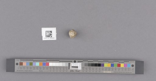Gastropoda