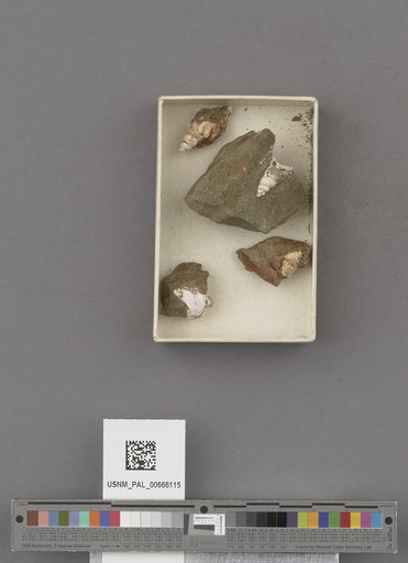 Gastropoda