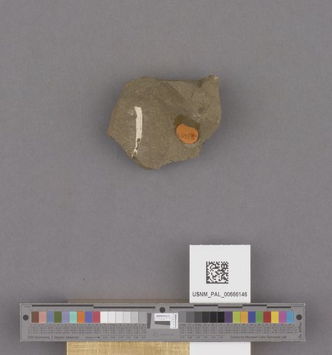 Scaphopoda